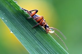 attractive Soldier Beetle