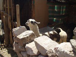pretty and cute Lama