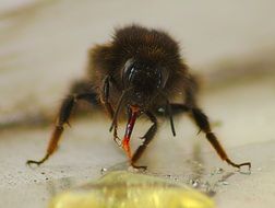 close up view of bee tongue