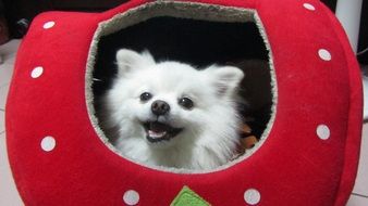 cute dog in the booth