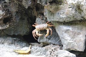 crab among the stones close up