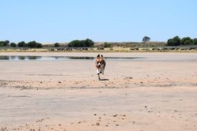 dog on the sand near the lake