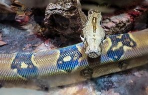 Boa Snake