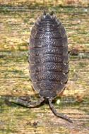 Close-up of the large beetle on a wooden surface