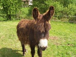 donkey stands on green grass