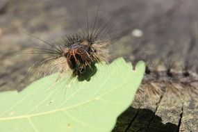 hairy caterpillar on the green leaf