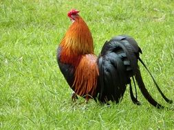 gorgeous plumage of a cock