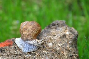 Snail on a stone