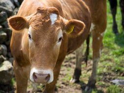 Close-up of the cute brown and white cow on the meadow