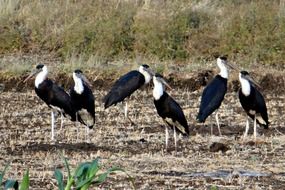 woolly-necked storks in india