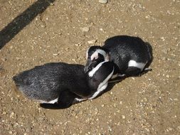 Black and white penguins