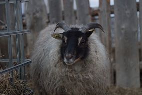 Icelandic sheep near a wooden fence