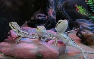 lizards on rocks in a terrarium