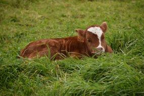 Domestic Cattle on a farm