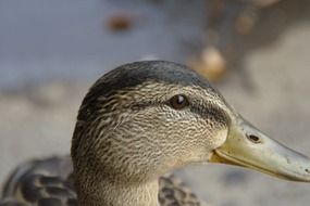 duck head