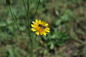 insect with wings on a yellow wildflower