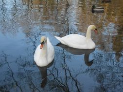 two white swans on the water