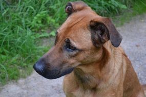 photo portrait of a brown purebred dog