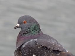 stunningly beautiful Pigeon Bird