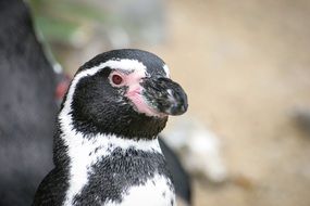 portrait of a penguin among nature