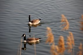ducks swim on the lake in the park
