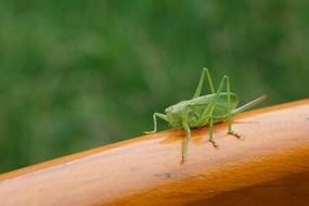 green Grasshopper Bug closeup