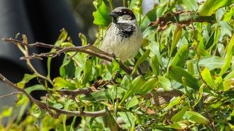 sparrow on a green bush on a sunny day