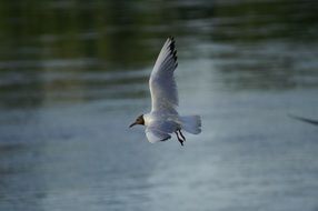 Seagull flying above calm water