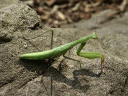 Mantis Insects close-up