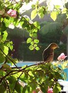 the bird sits on a flowering bush in summer