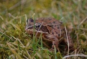 Frog is in nature