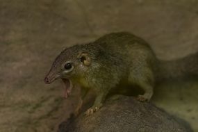 Common Treeshrew with wide open mouth on stone