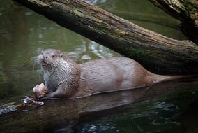 an otter lies on a log in a pond