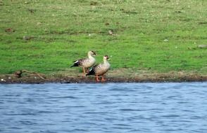 two ducks on the river