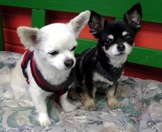 white and black chihuahua sit on the show