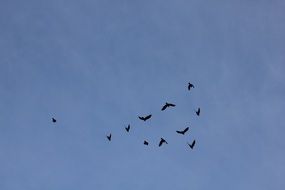 Bird flock, Silhouettes at blue sky