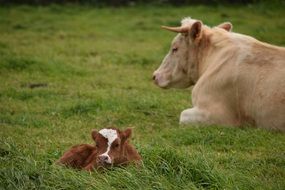 cow with offspring on green grass