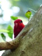 Red parrot on tree