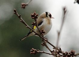 Closeup picture of perched tiny finch on a branch