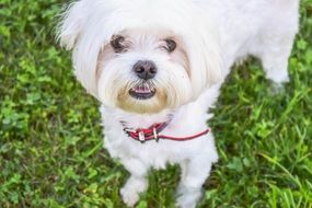 Portrait Friend Dog