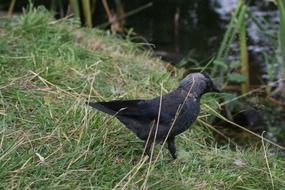 black bird in the wildlife