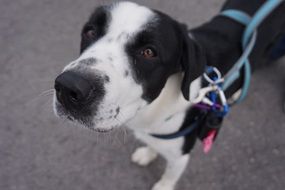 Beautiful and cute black and white dog with the collar