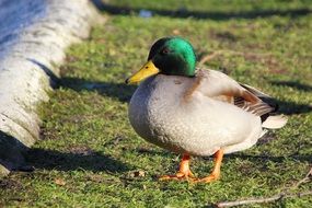 Mallard Bird in the wildlife