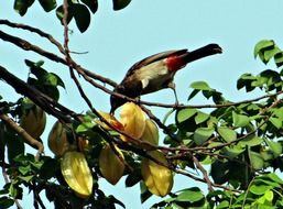 Red-Vented bulbul pecking starfruit, india, dharwad