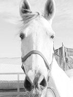 stunningly beautiful Mare Horse
