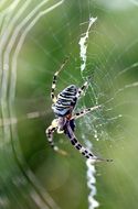 Exotic spider on web