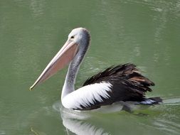 photo of pelican in the pond
