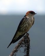 Swallow Bird in africa portrait