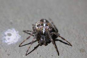 Garden cross spider, macro