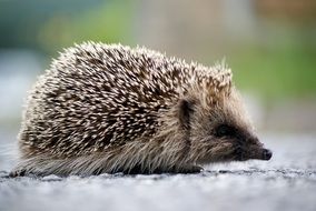 hedgehog on the road in spring